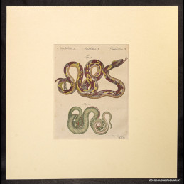 Schmuzer .:. Amphibien X