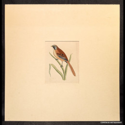 Lydon / Fawcett / Morris...